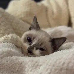 phyan cat