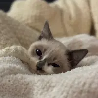 phyan cat
