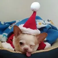 찬록얀