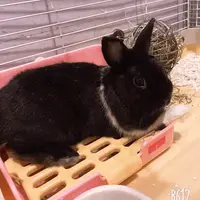 Unmeltablebing