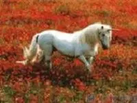 Siuhorse