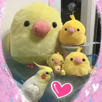 Jannnnet~*