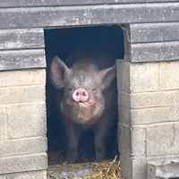 bootsrat