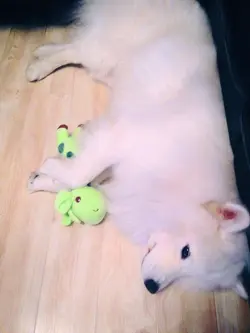 得意死肥仔