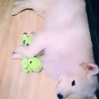 得意死肥仔