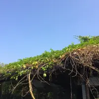 mintytea