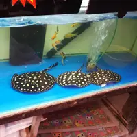 ipkeung