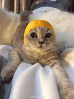 Momomocatcat