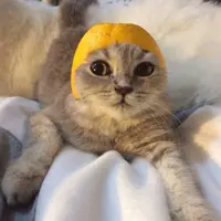 Momomocatcat