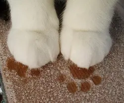 貓爪子