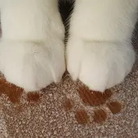 貓爪子