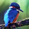 青鳥bluebird
