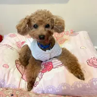 joey0322203
