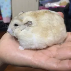 miffy.mak