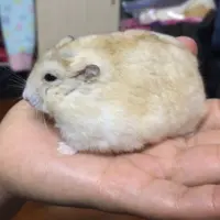 miffy.mak