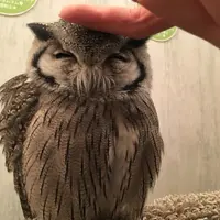 粉红色猫草
