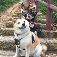 tigee