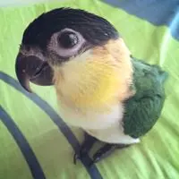 tzeyui