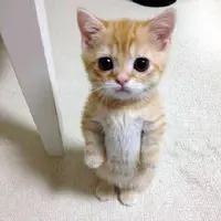 kitrewq000