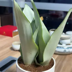 waikaybabe
