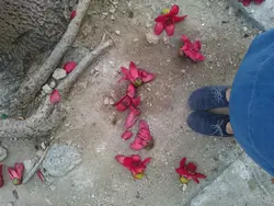 tangsiusiu