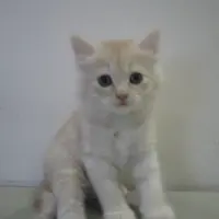yiyickBB