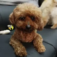 識飲識食小矮人