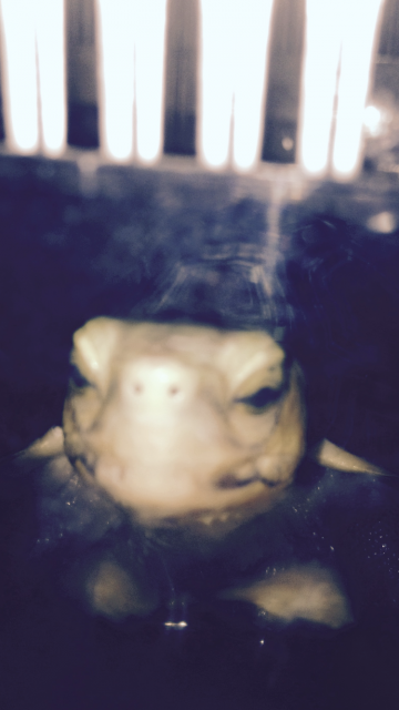 井底龜龜