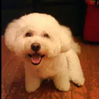IryChiu