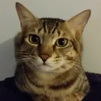 monkey_baby