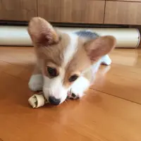 adrianang