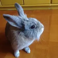 WinniYiu