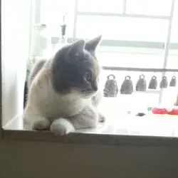 雞煲貓