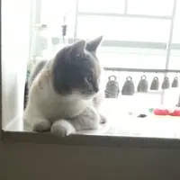雞煲貓