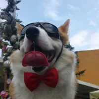 tartjai