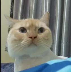 monkey_kiwi
