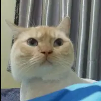monkey_kiwi