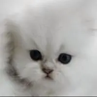 旦治奧