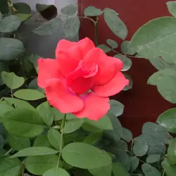 紅葉子