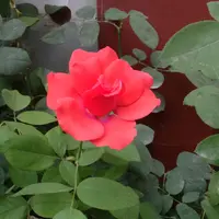 紅葉子