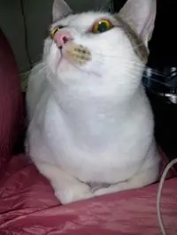 CatCat5298