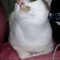 CatCat5298