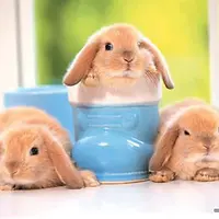 狡兔三窟
