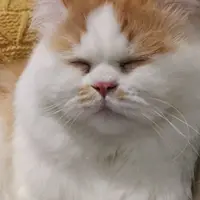 Moncarrey