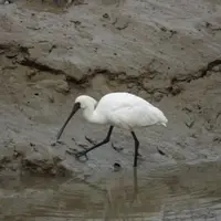 Aukuma