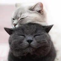 吃货猫奴