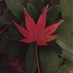 angel..