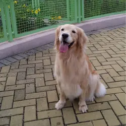 小狗公主