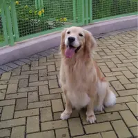 小狗公主