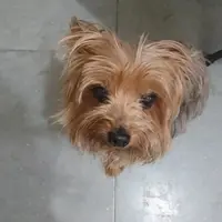 BobooCLai
